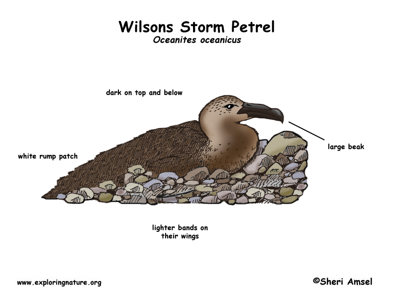 Petrel (Wilsons Storm)