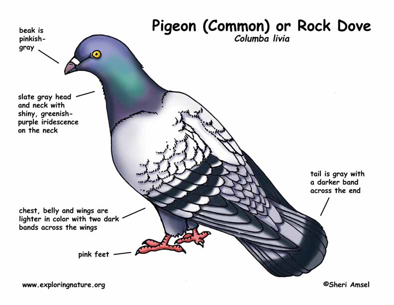 Pigeon (Common) or Rock Dove 