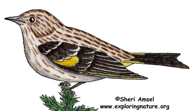 Pine Siskin