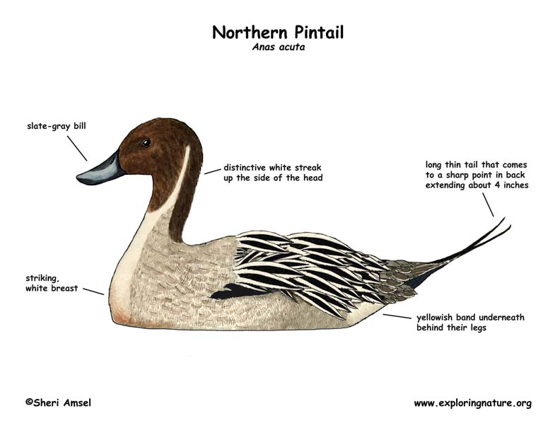 Duck (Northern Pintail)