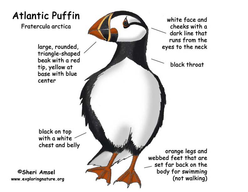 Puffin (Atlantic)