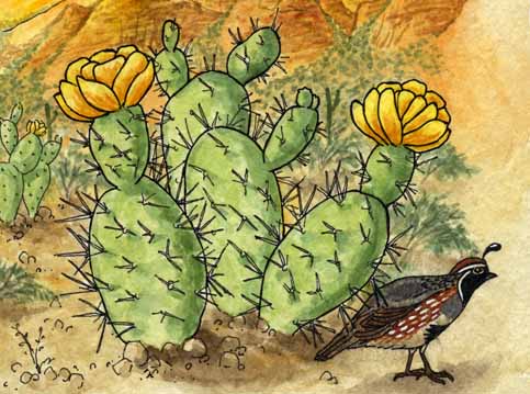 Quail (Gambel's)