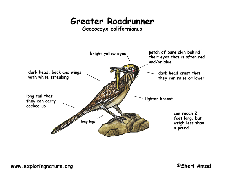 Roadrunner (Greater)
