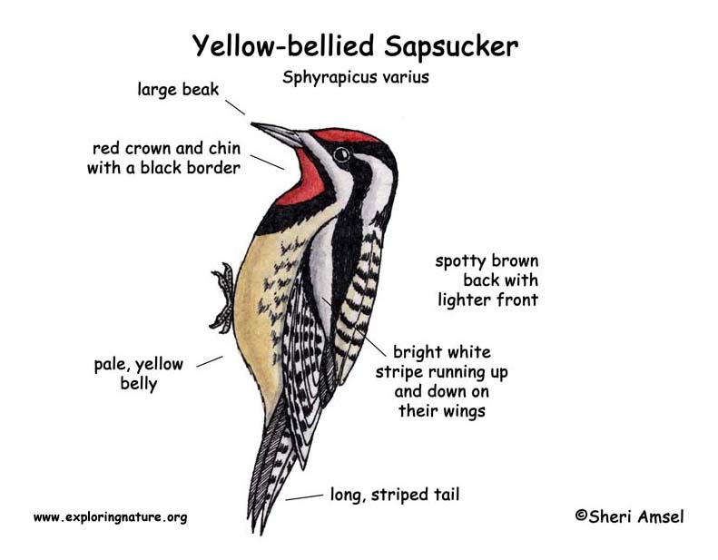 Sapsucker (Yellow-bellied)