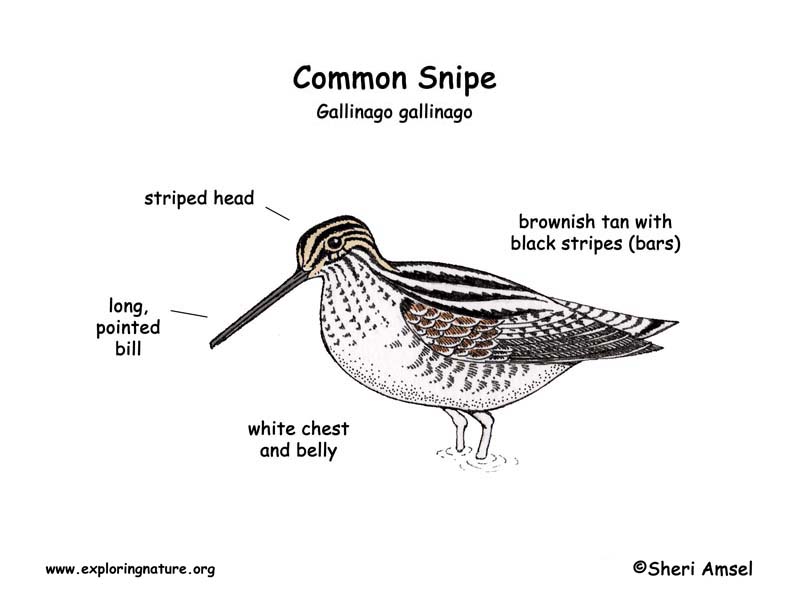 Snipe (Common)