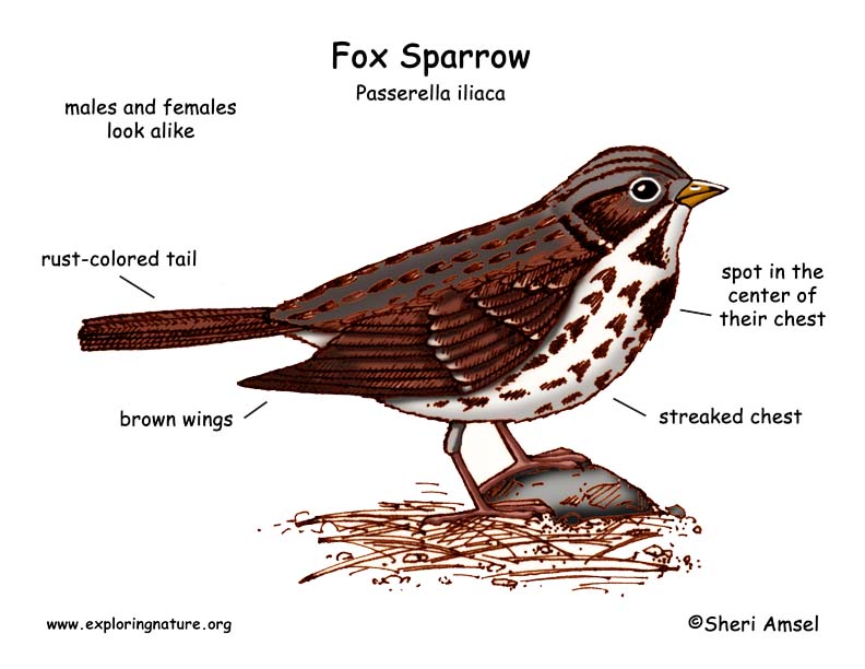 Sparrow (Fox)