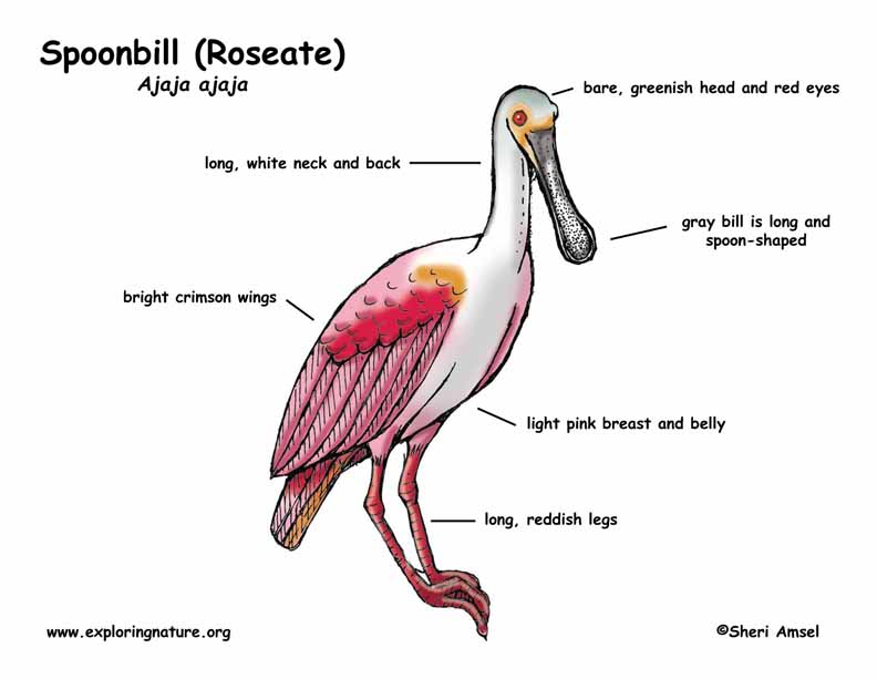 Spoonbill (Roseate)