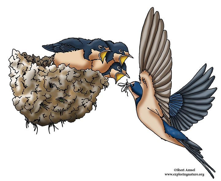 barn swallow nesting
