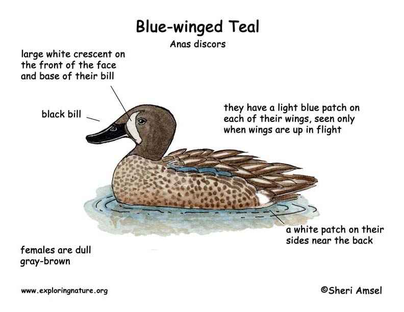 Duck (Blue-winged Teal)