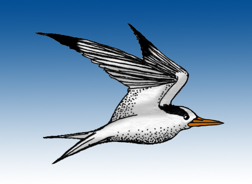 Tern (Arctic)