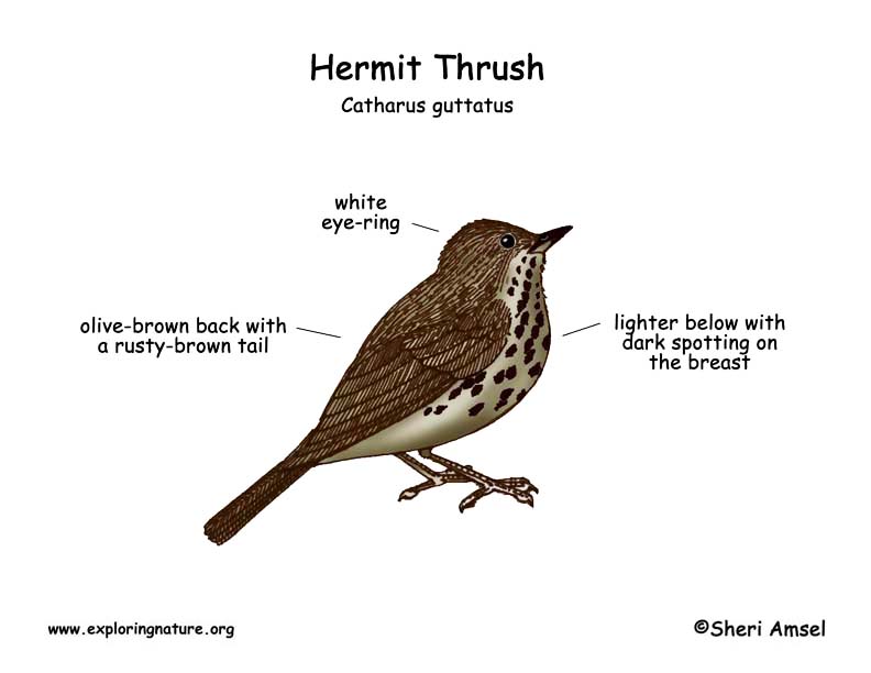 Thrush (Hermit)