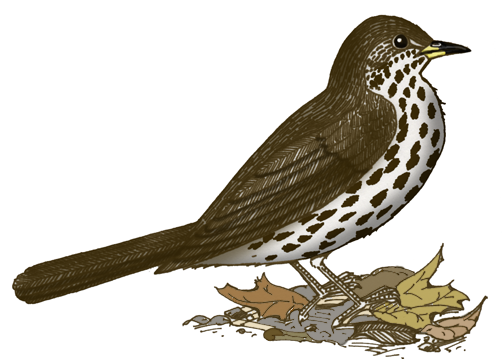 Thrush (Wood)