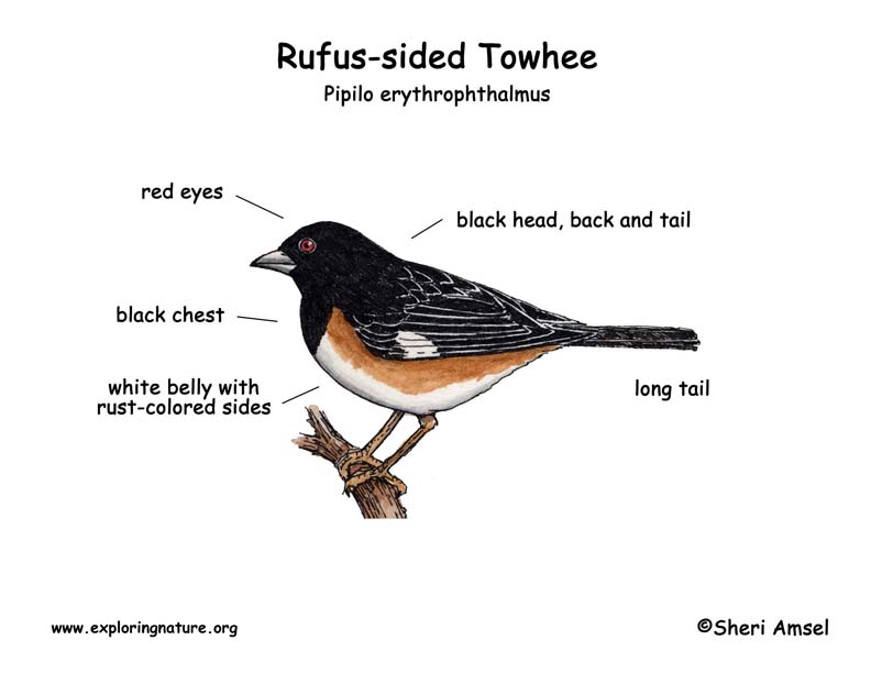 Rufus-sided Towhee