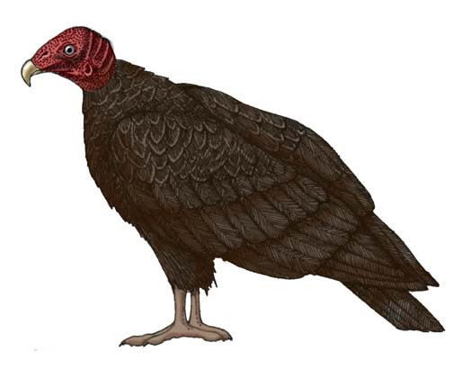 Vulture (Turkey)