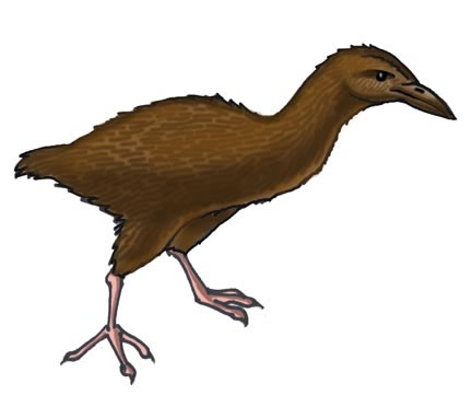 Weka (Bush Hen)