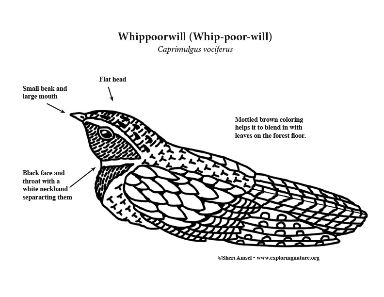Whippoorwill Coloring Page