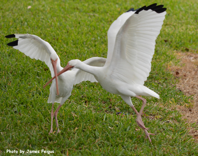 Ibis (White)