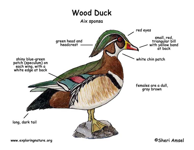 Duck (Wood)