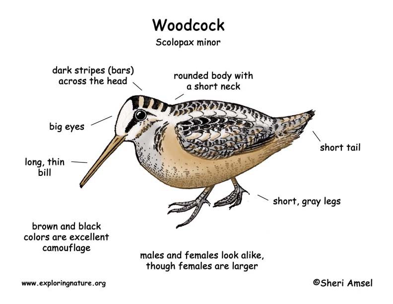 Woodcock