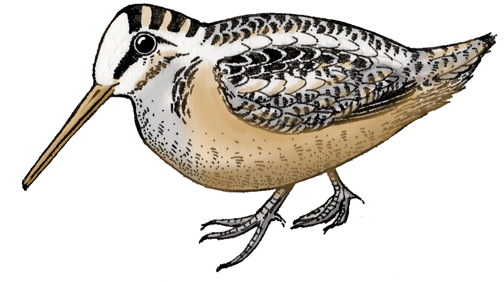Woodcock
