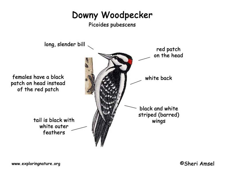 Woodpecker (Downy)