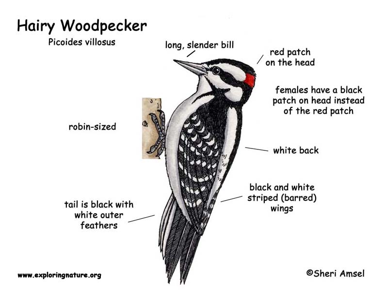 Woodpecker (Hairy)