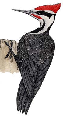 Woodpecker (Pileated)