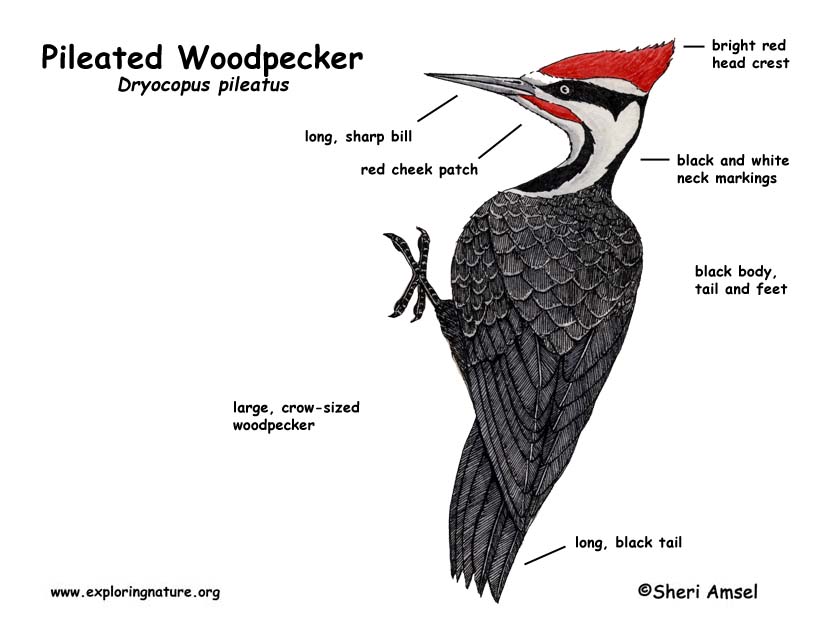 Woodpecker (Pileated)