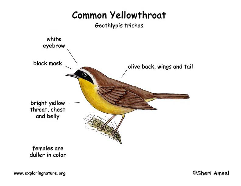 Yellowthroat (Common)
