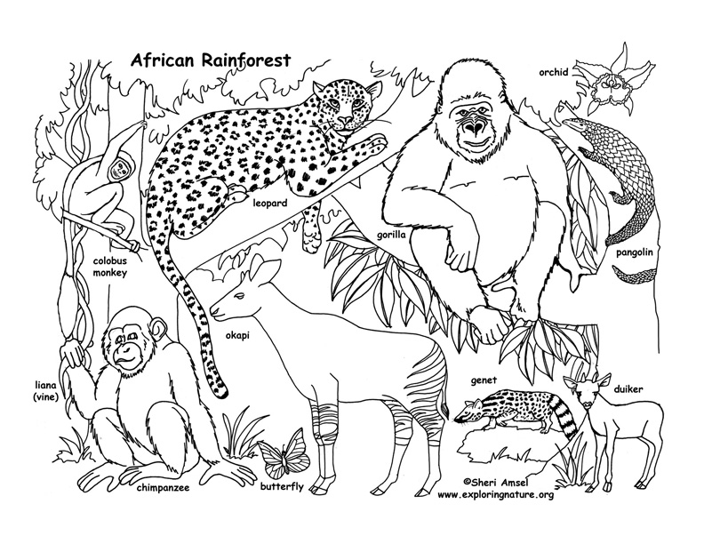 Rainforest (African) Coloring Pages