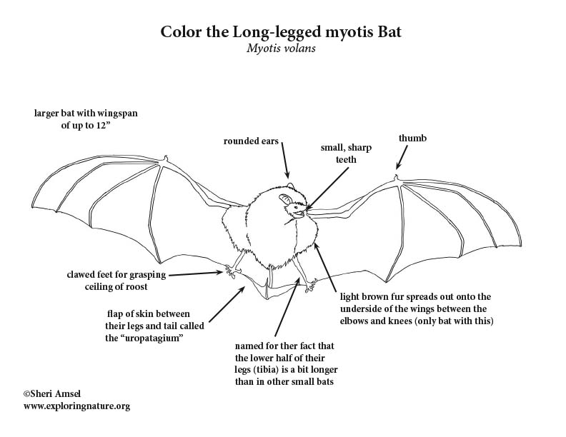 Long-legged myotis Bat Coloring Page
