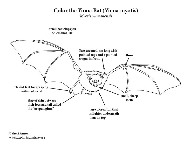 Yuma myotis Bat Coloring Page, Yuma Bat Coloring Page