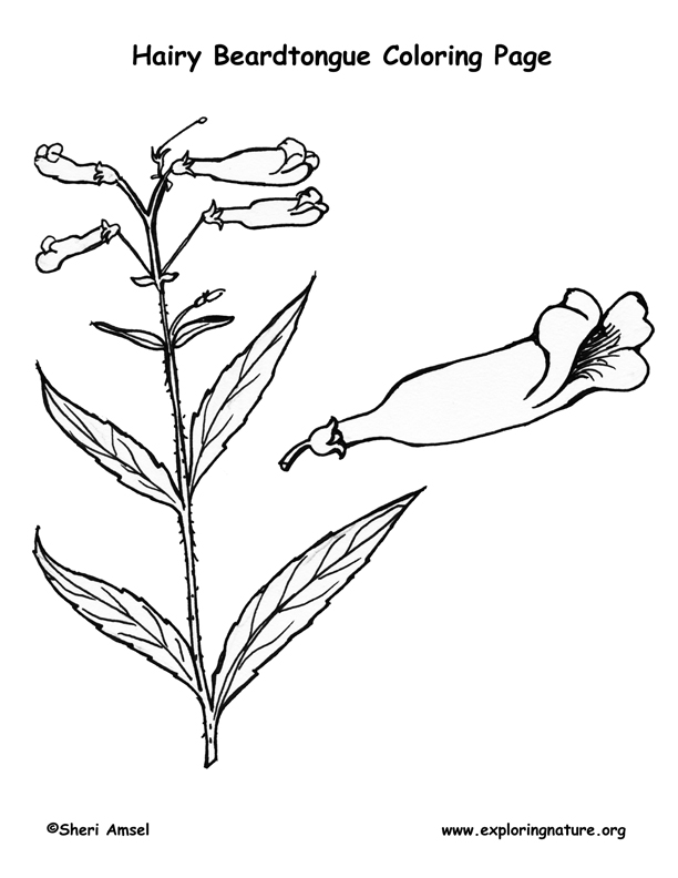 Beardtongue (Hairy) Coloring Page