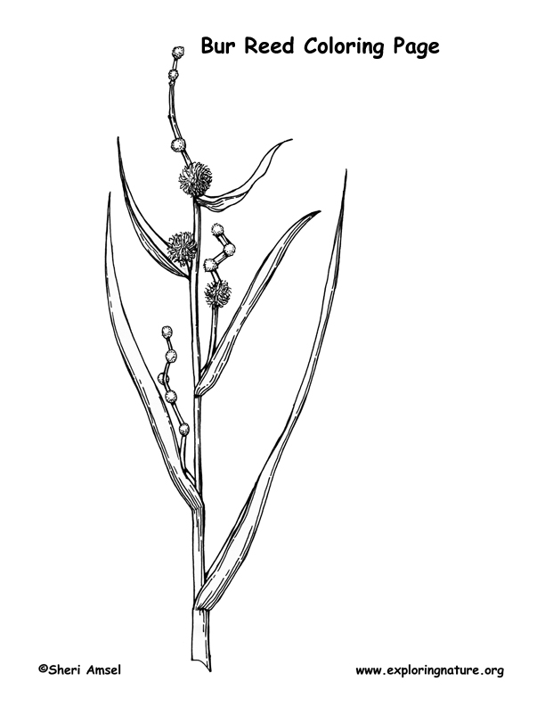 Bur Reed Coloring Page