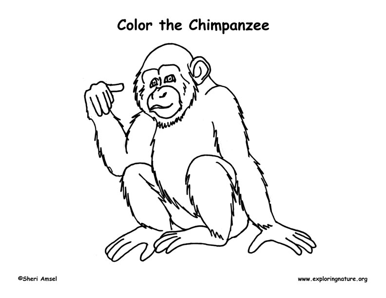 Chimpanzee Coloring Page