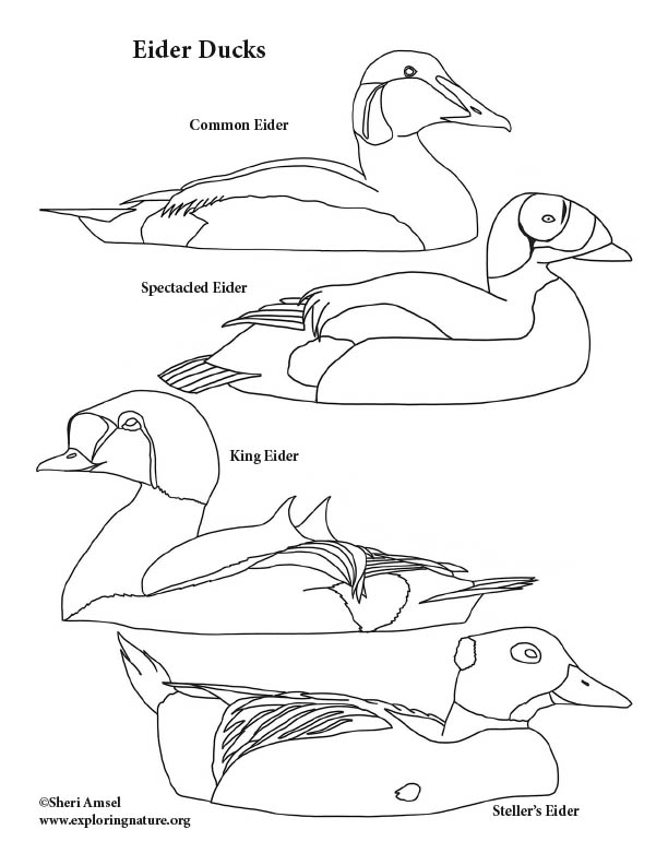 Eider Ducks Coloring Page, King eider, spectacled eider, stellers eider