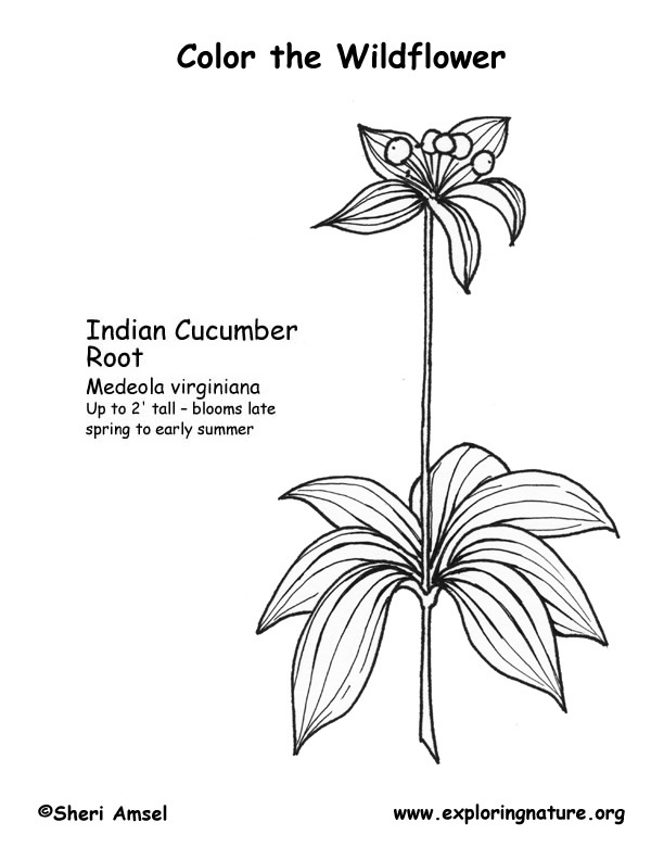 Indian Cucumber Coloring Page