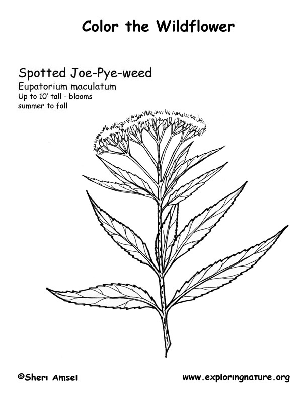 Joe Pye (Spotted) Coloring Page