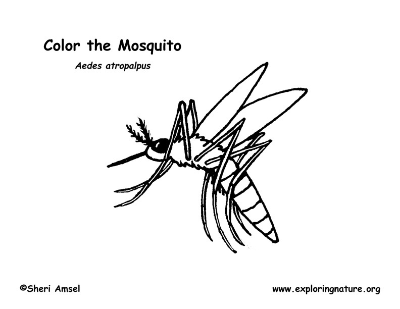 Mosquito Coloring Page