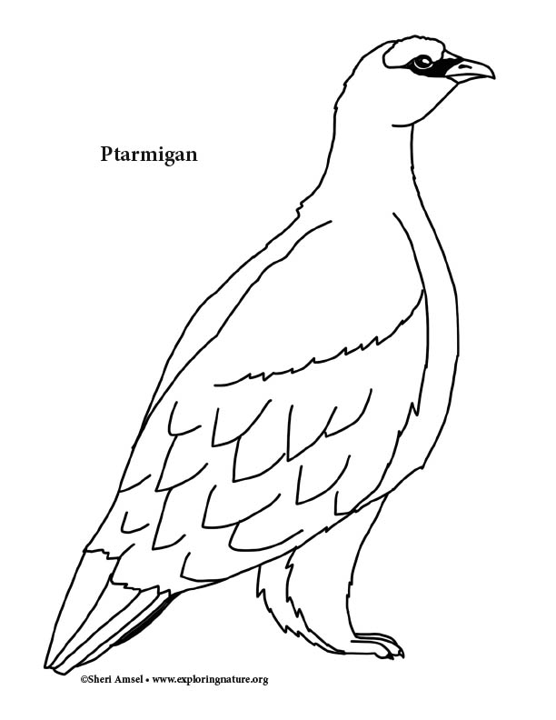Ptarmigan Coloring Page