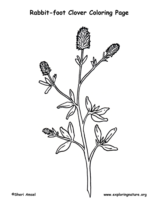 Clover (Rabbit-foot) Coloring Page