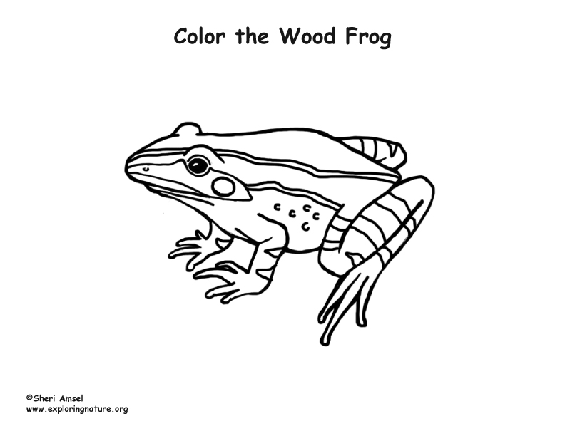 Woodfrog Coloring Page