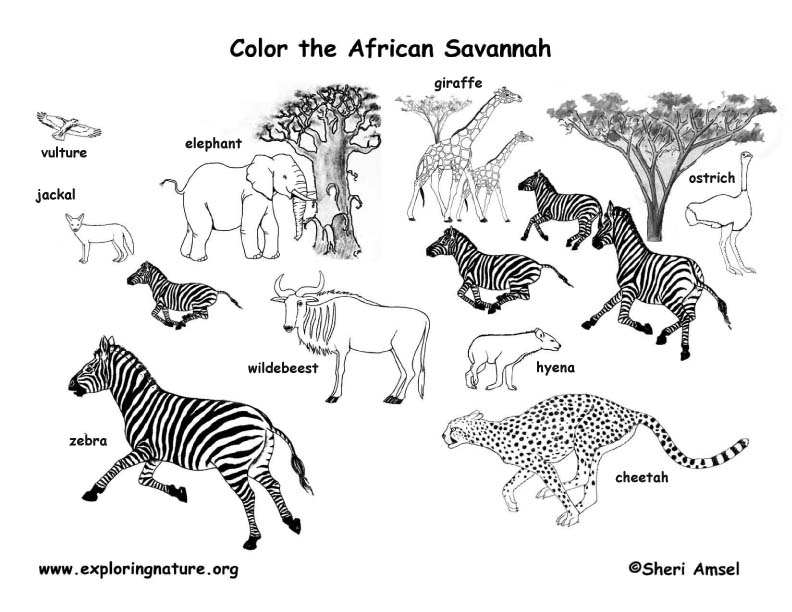 African Grassland Coloring Page