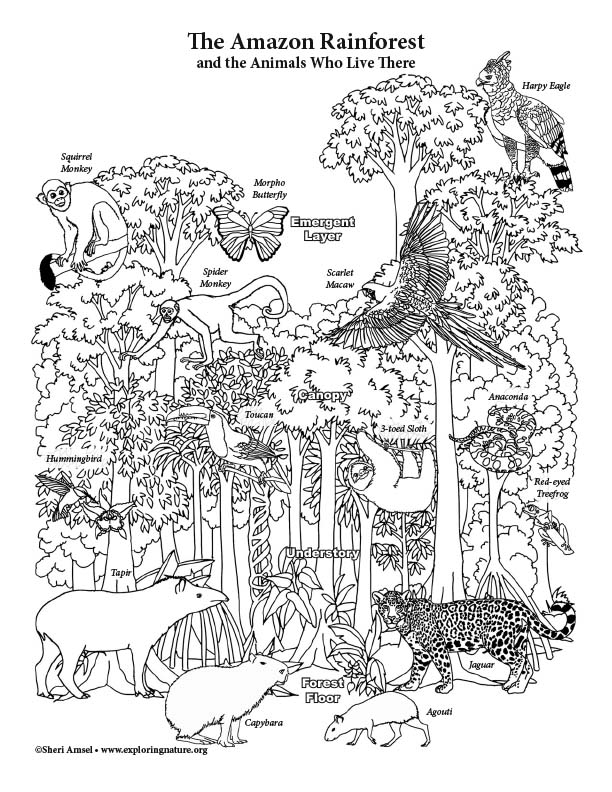 Amazon Rainforest Layers - Coloring page