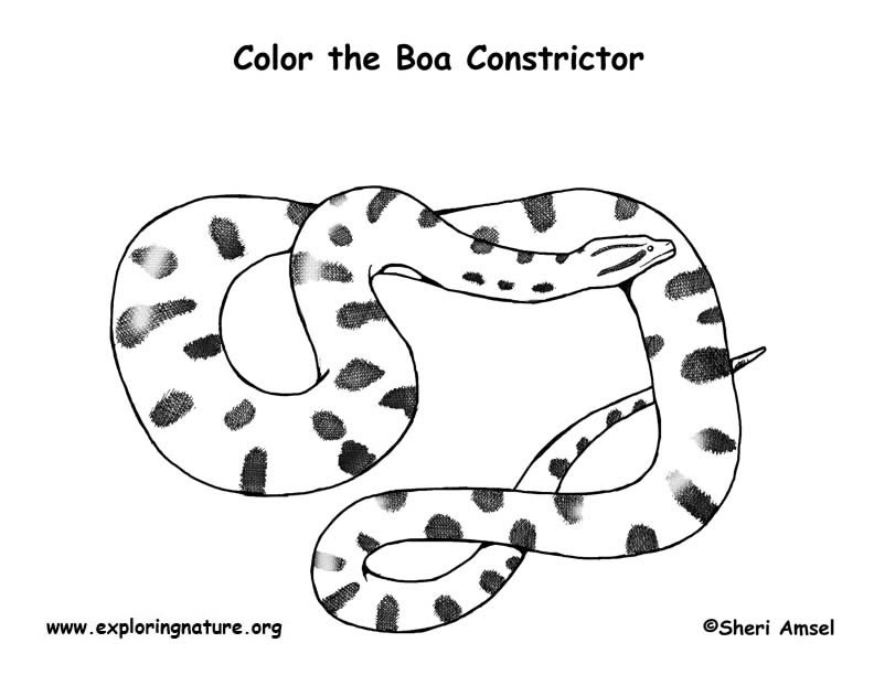 Anaconda Coloring Page