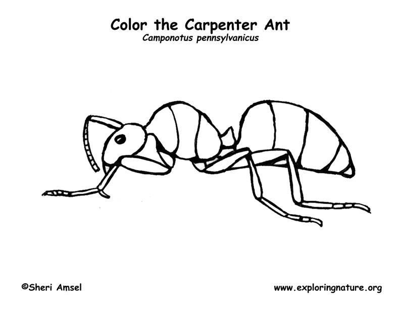 Ant Carpenter Coloring Page