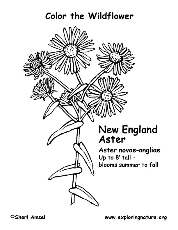 Aster (New York) Coloring Page