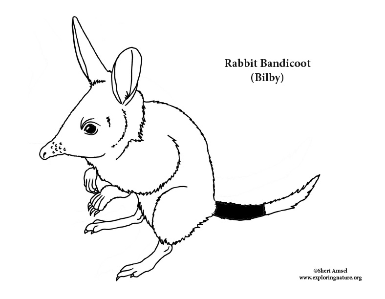 Bandicoot Coloring Page