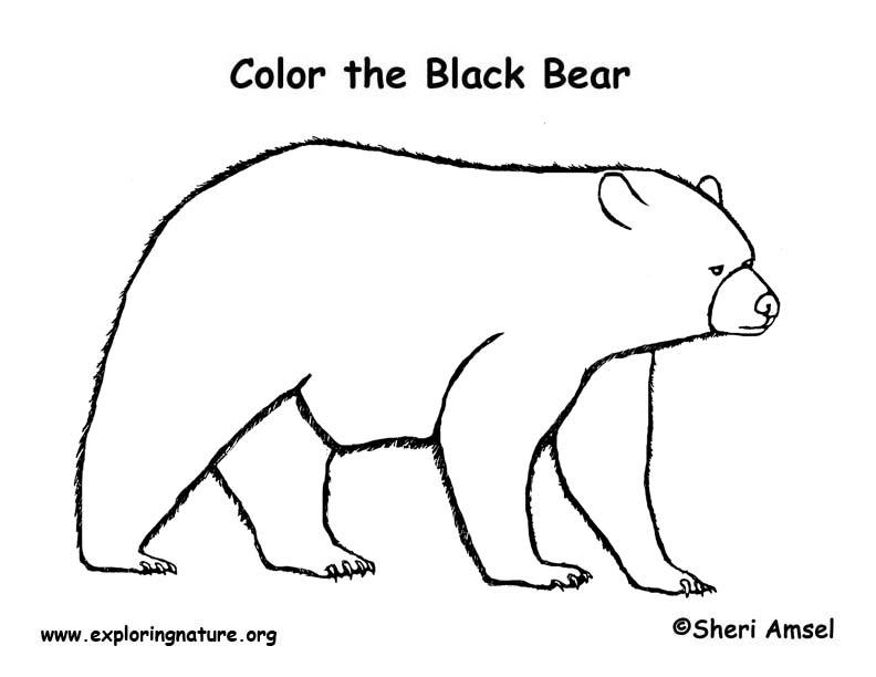 Black Bear Coloring Page
