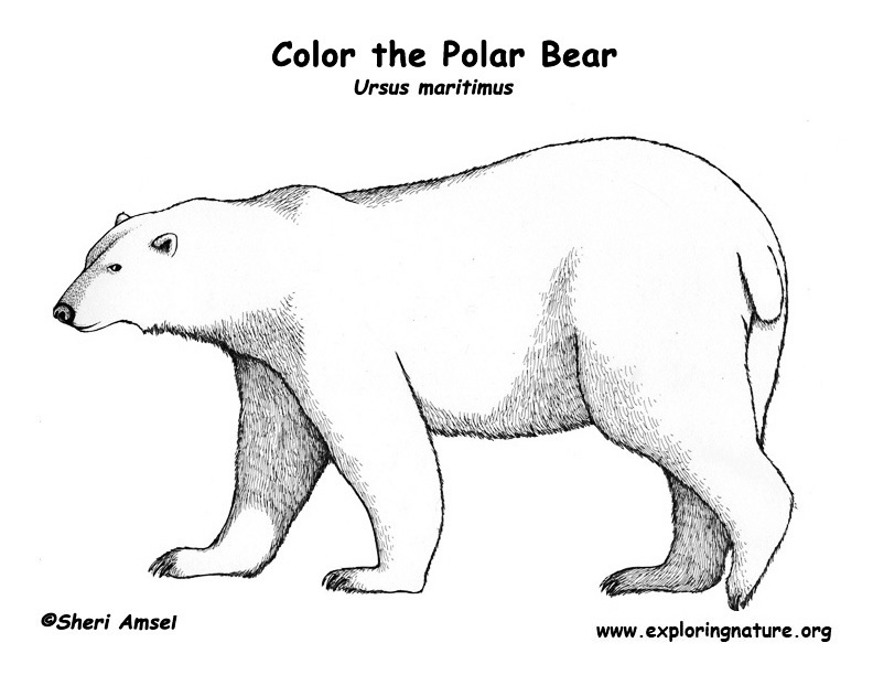 Polar Bear Coloring Page